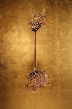El Chamán. Raíz y pan de oro. 145x90 cm. 2010
